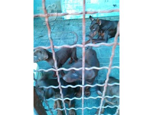 Καθαροαιμα Doperman με ολα τα χαρτια Θεσσαλονικη  6979314054...